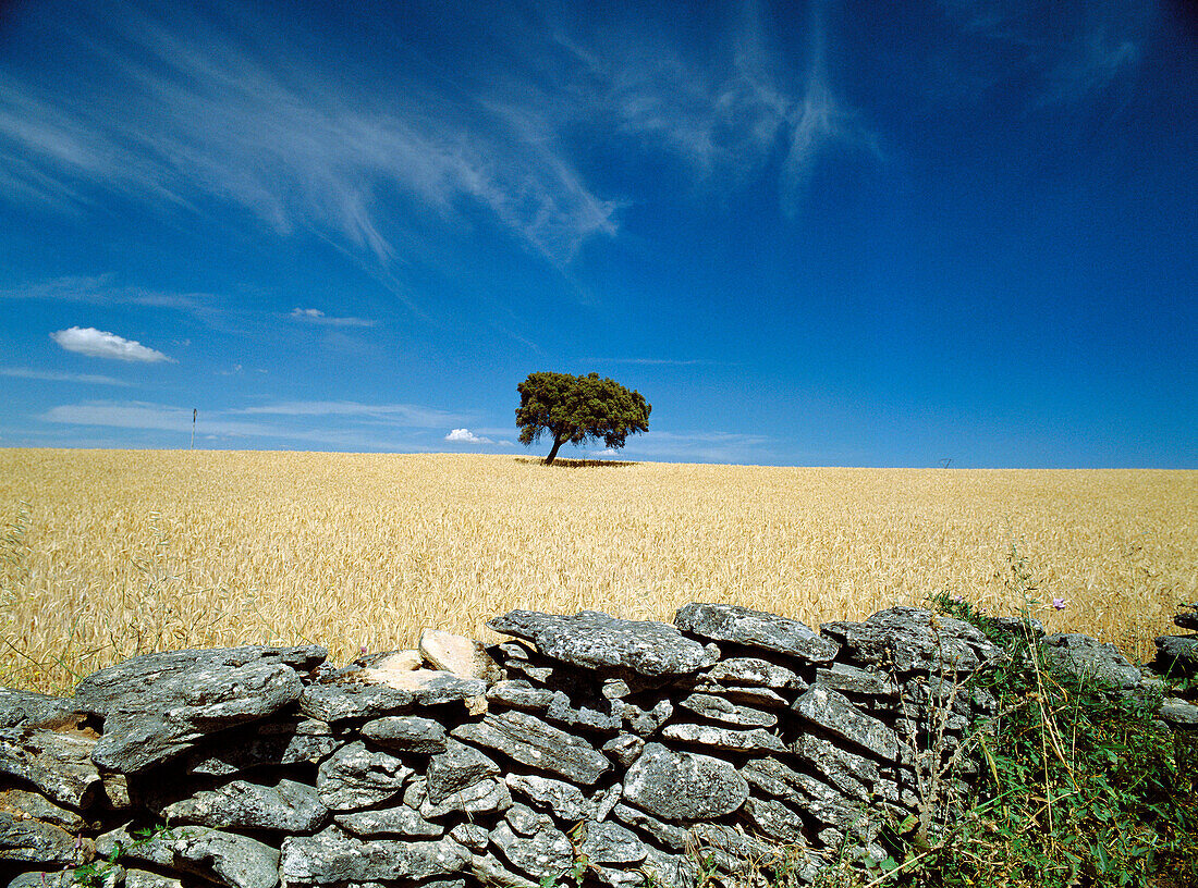 Olive Tree. Near Setenil. Cádiz province. Spain
