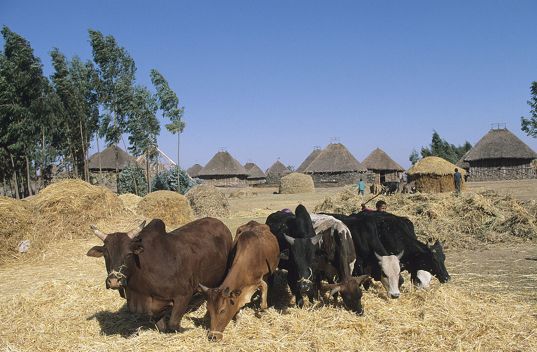 Farm works. Chacha. Ethiopia.