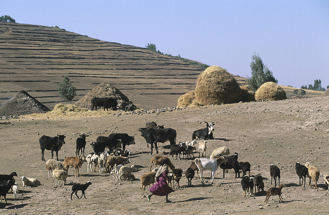 Herds on the high plateau. The Chinese Road. Dilb. Ethiopia.