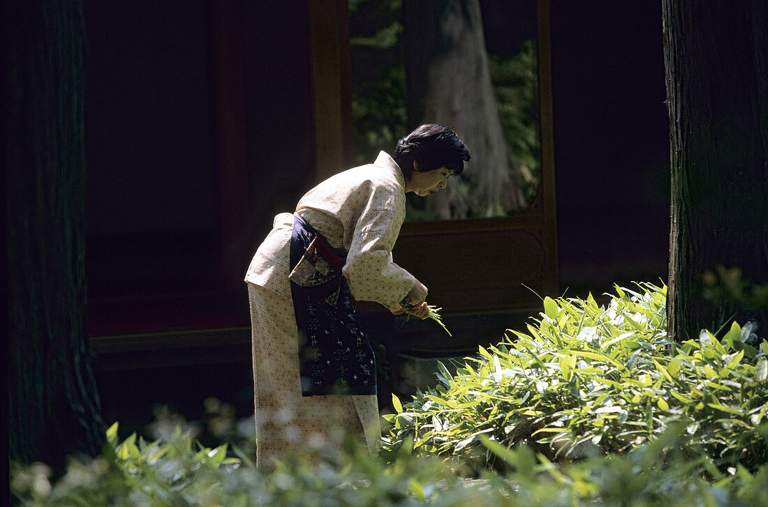 Kinkaku-ji Golden Temple (1397). Kyoto. Kansai. Japan.