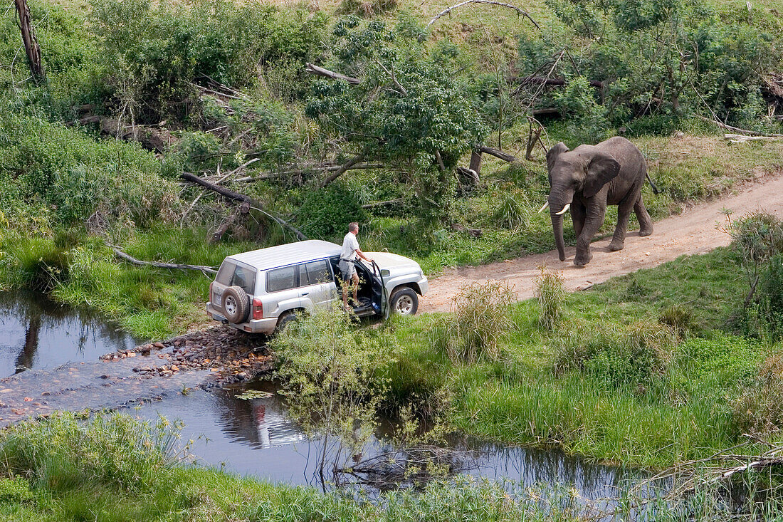 Safari durch den Dschungel, Geländewagen mit zwei Elefanten, Ein Elefant sperrt den Weg, Südafrika, Afrika