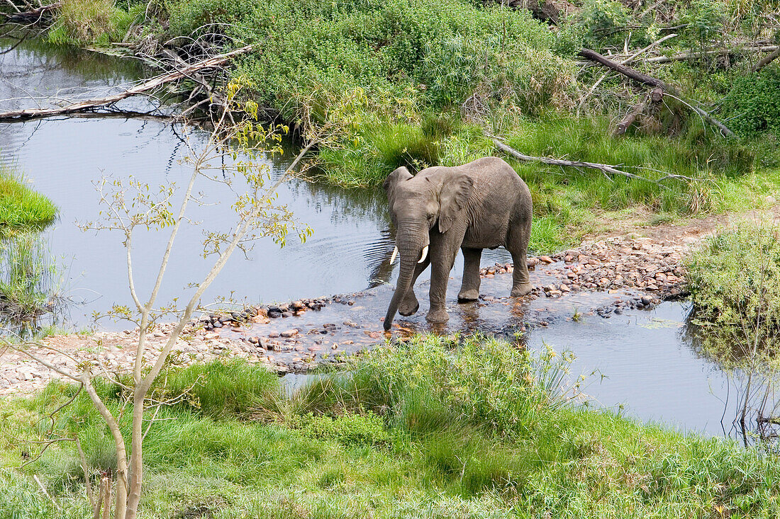 An elephant crossing a river, South Africa, Africa