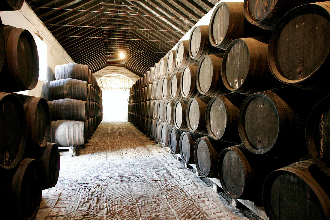 Barrels in a wine cellar, Bodegas Gongora, Villanueva del Ariscal, near Sevilla, Andalusia, Spain, Europe