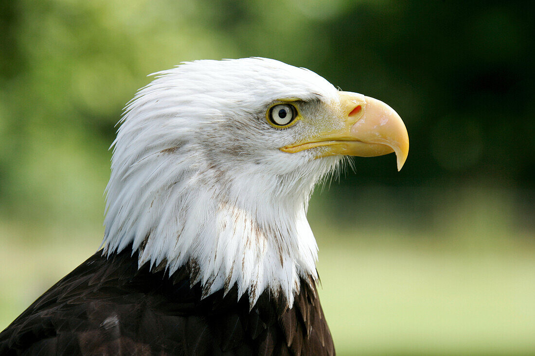 Close up of an eagle, Southern Highlands, Scotland, Great Britain, Europe