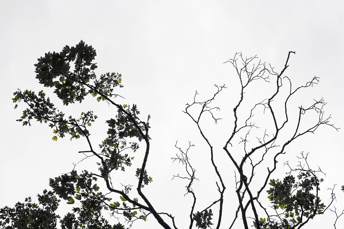 Broad leafed tree with overcast sky, Starnberg, Bavaria, Germany