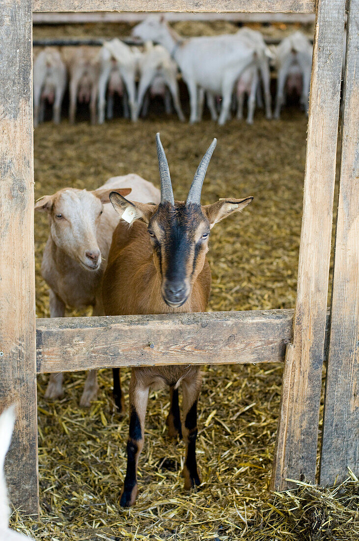 Goat herd on a farm, Kevelaer, North Rhine-Westphalia, Germany