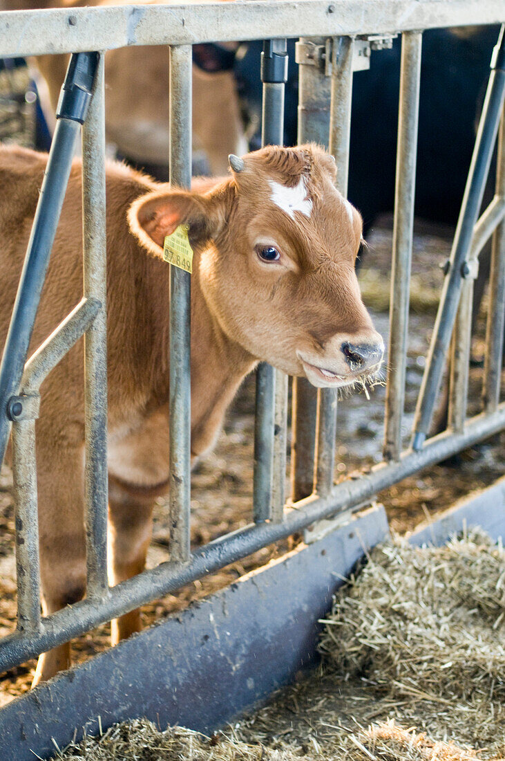 Calf on a farm, Kevelaer, North Rhine-Westphalia, Germany