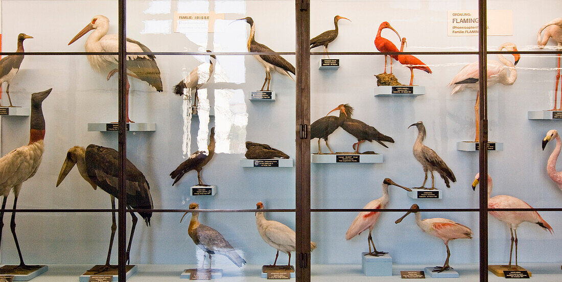 Ausgestopfte Vögel im Naturhistorischem Museum, Museumsquartier, Wien, Österreich