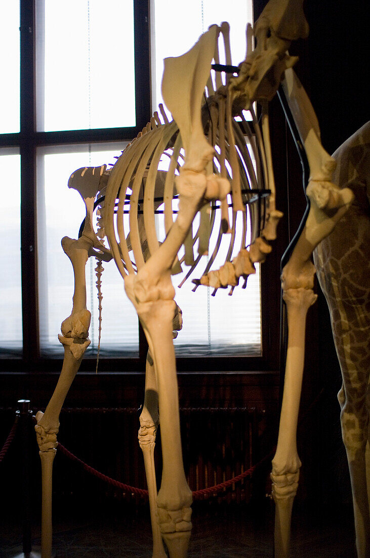 Skeleton in Museum of Natural History, Vienna, Austria