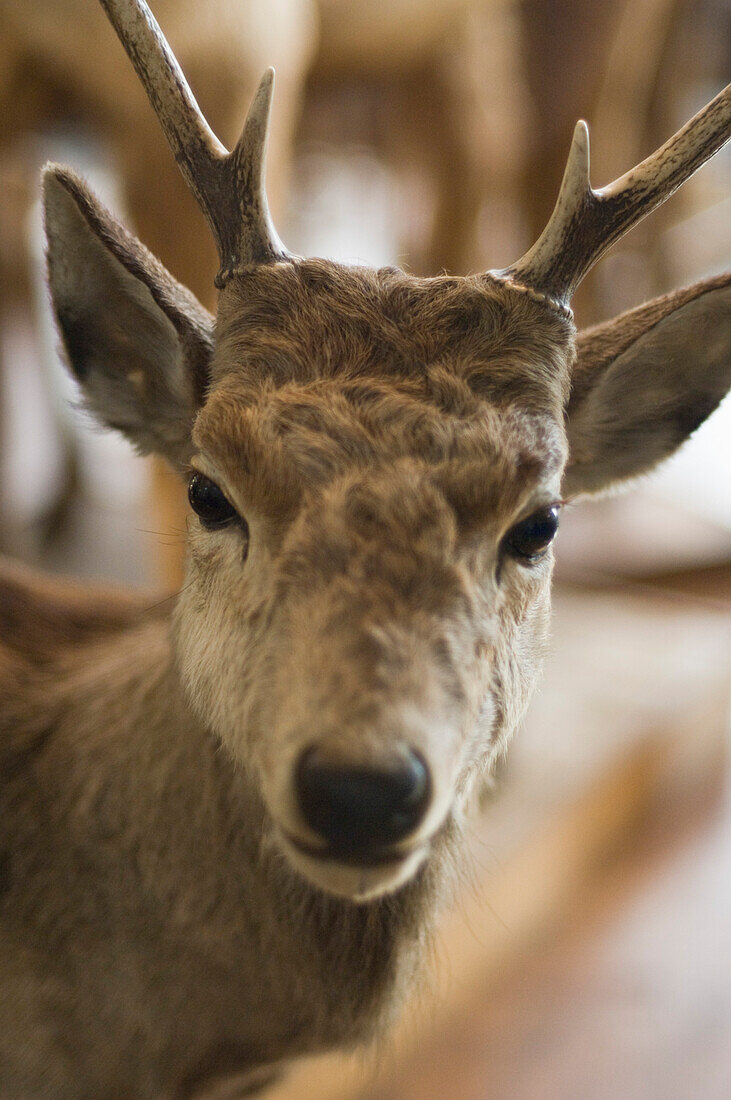 Stuffed deer in the Natural History Museum, Museumsquartier, Vienna, Austria