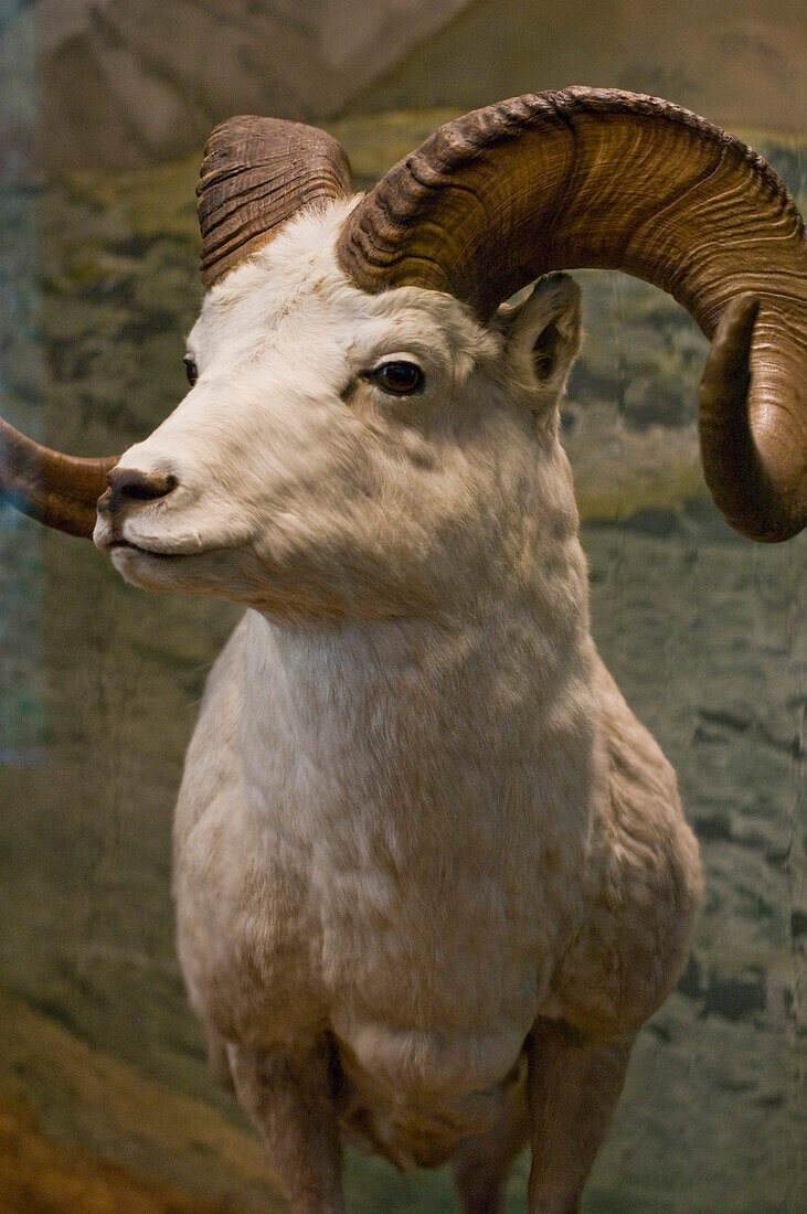 Ausgestopfter Steinbock in Naturhistorischen Museum, Museumsquartier, Wien, Österreich