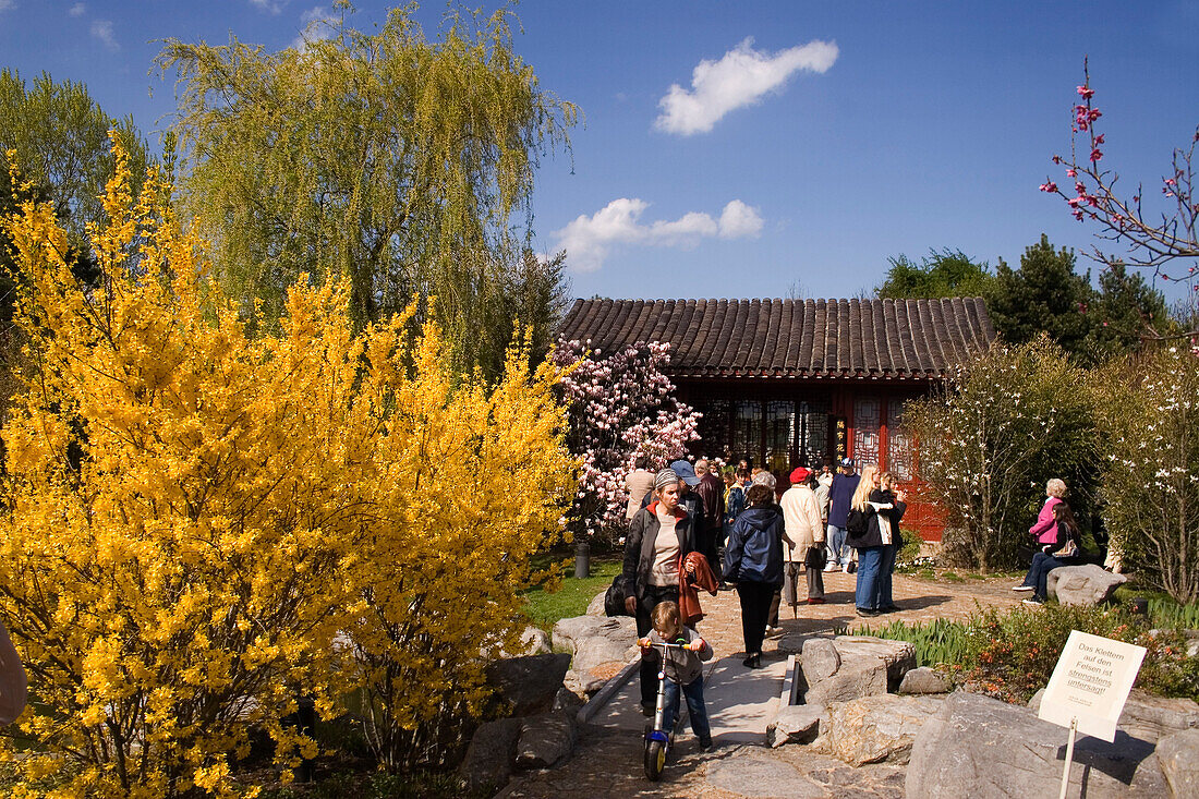 Berlin Mahrzahn, spring,  forsythia  blossom in the GARDEN OF THE WORLD, recreational park , chinese garden in spring