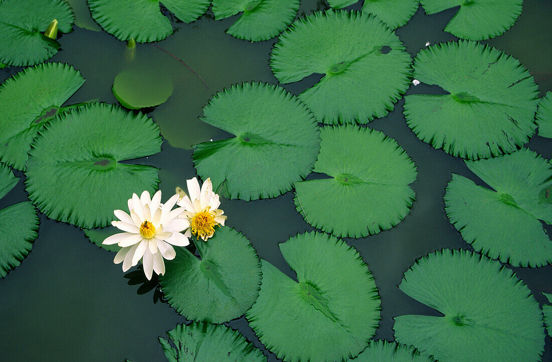 Zuerich, water lilies