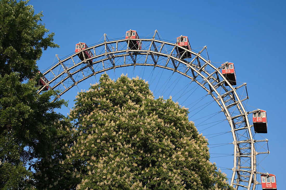 Wien Prater Riesenrad Kastanienbluete