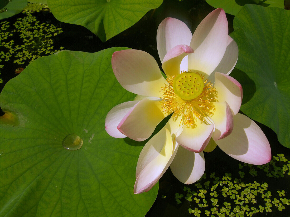 Switzerland Zuerich, Lotus flower in the park of Ethnographic Museum of the University of Zuerich