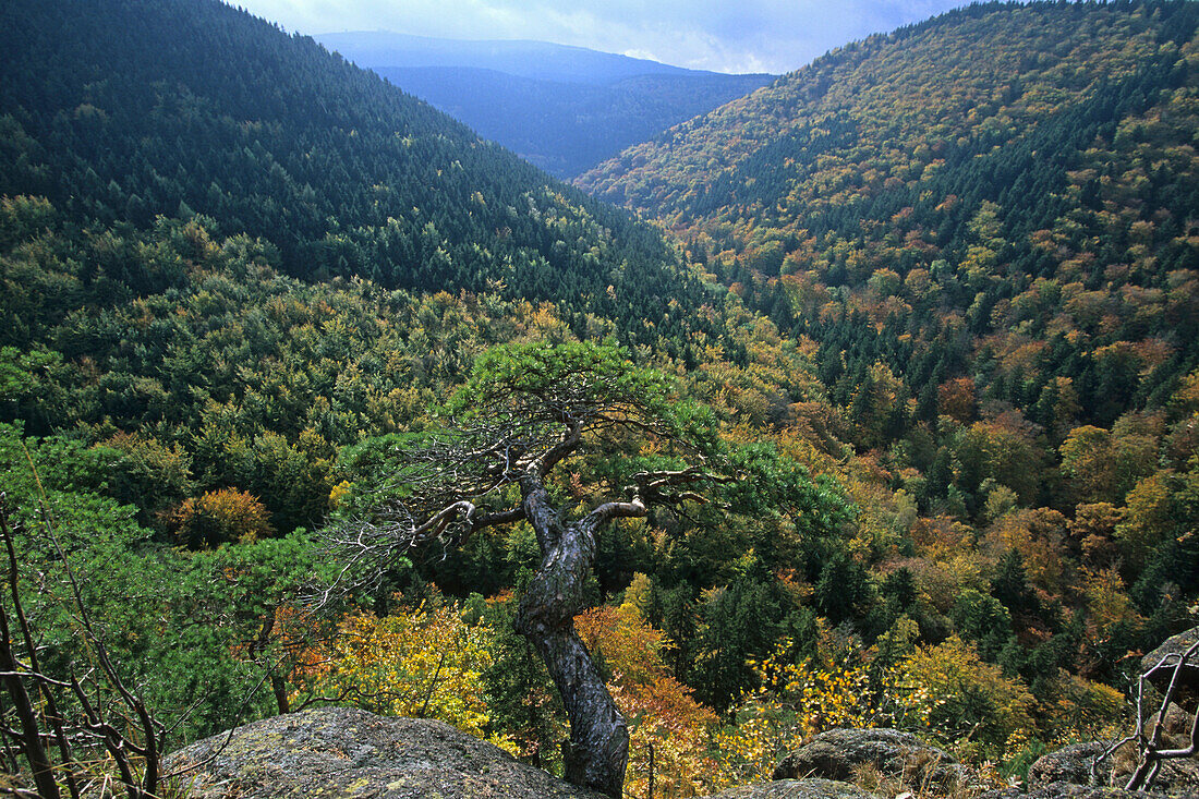 Ilsestein, Ilsetal, Aussicht, Sachsen-Anhalt, Harz