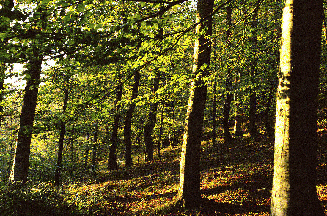 Aussen, Baum, Bäume, Draussen, Farbe, Herbst, Horizontal, Landschaft, Landschaften, Laub, Natur, Ökosystem, Ökosysteme, Pflanze, Pflanzen, Vegetation, Wald, Wälder