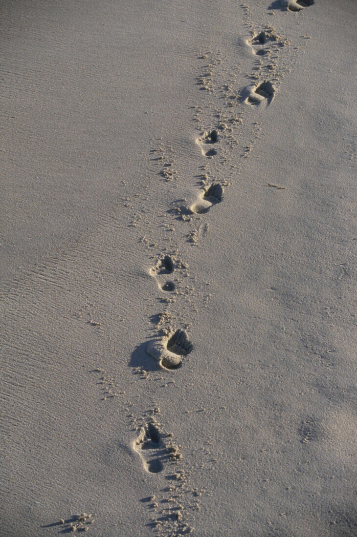  Background, Backgrounds, Beach, Beaches, Color, Colour, Concept, Concepts, Detail, Details, Direction, Exterior, Footprint, Footprints, Ground, Grounds, Outdoor, Outdoors, Outside, Sand, Texture, Textures, Trace, Traces, Track, Tracks, Vertical, CatV5, 1