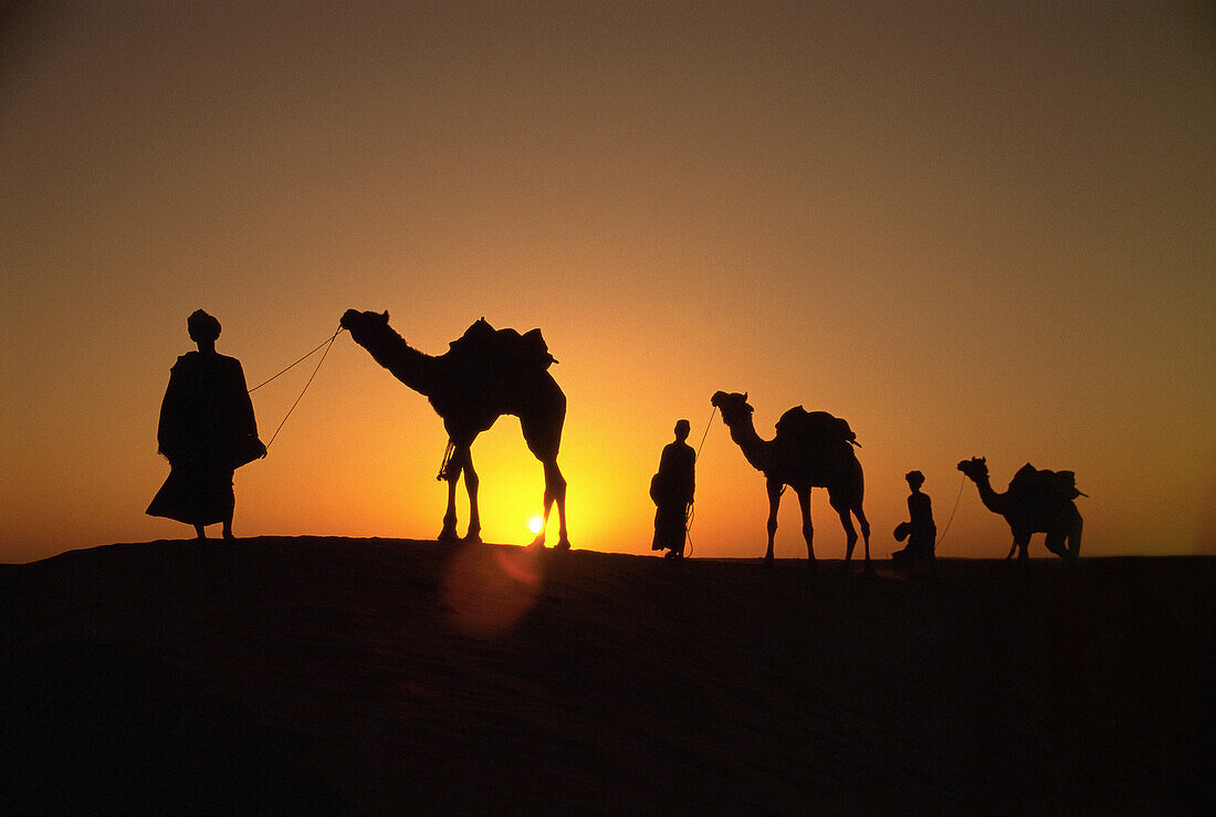 Camel train. Rajasthan. India