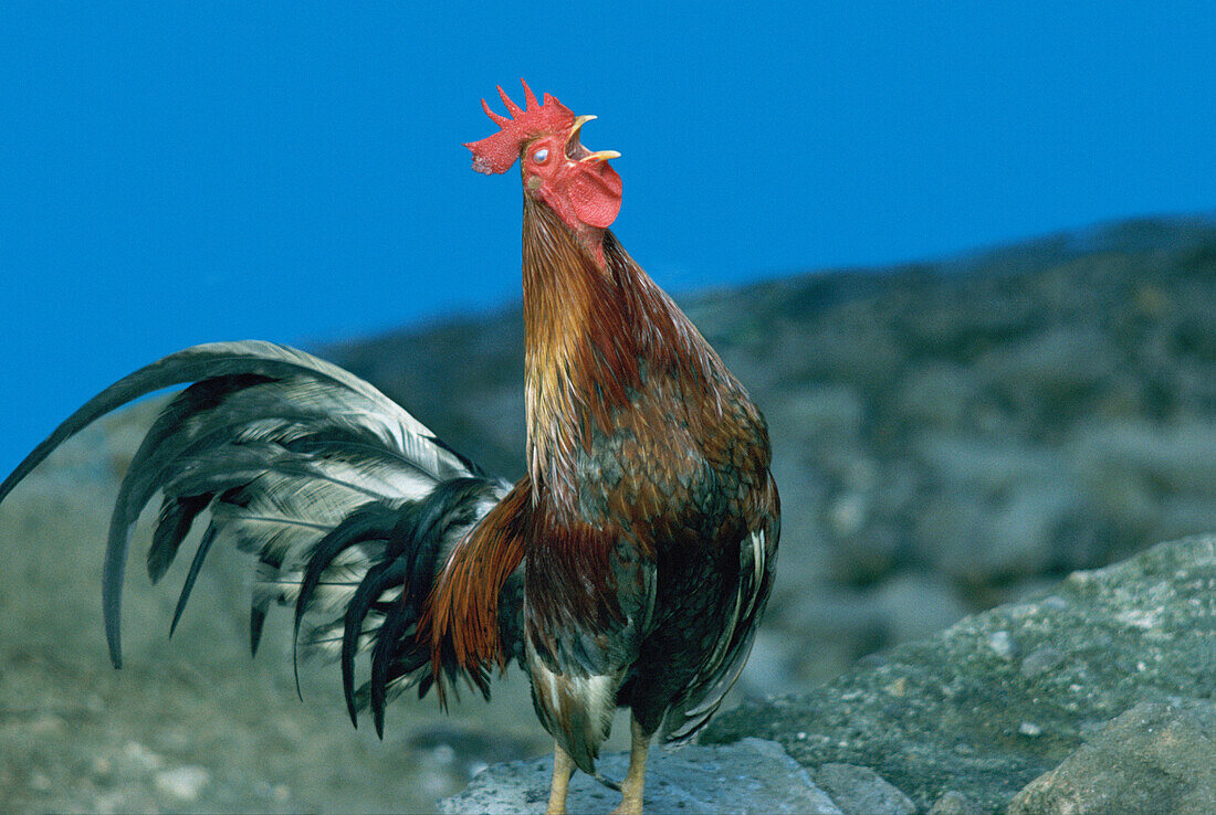  Agriculture, Animal, Animals, Bird, Birds, Cock, Cocks, Color, Colour, Country, Countryside, Exterior, Farm animals, Farming, Fowl, Fowls, Gallus domesticus, Horizontal, Livestock, One, One animal, Outdoor, Outdoors, Outside, Poultry, Rooster, Roosters, 