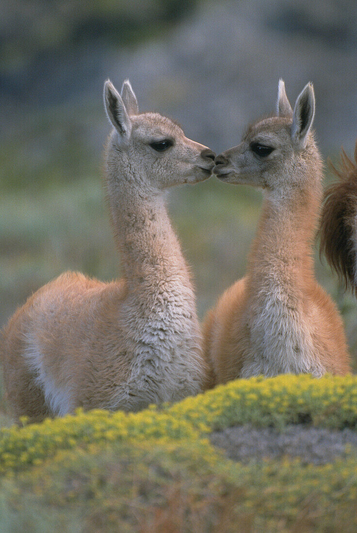 Young Guanacos (Lama guanicoe). Torres del Paine National Park. Patagonia. Chile