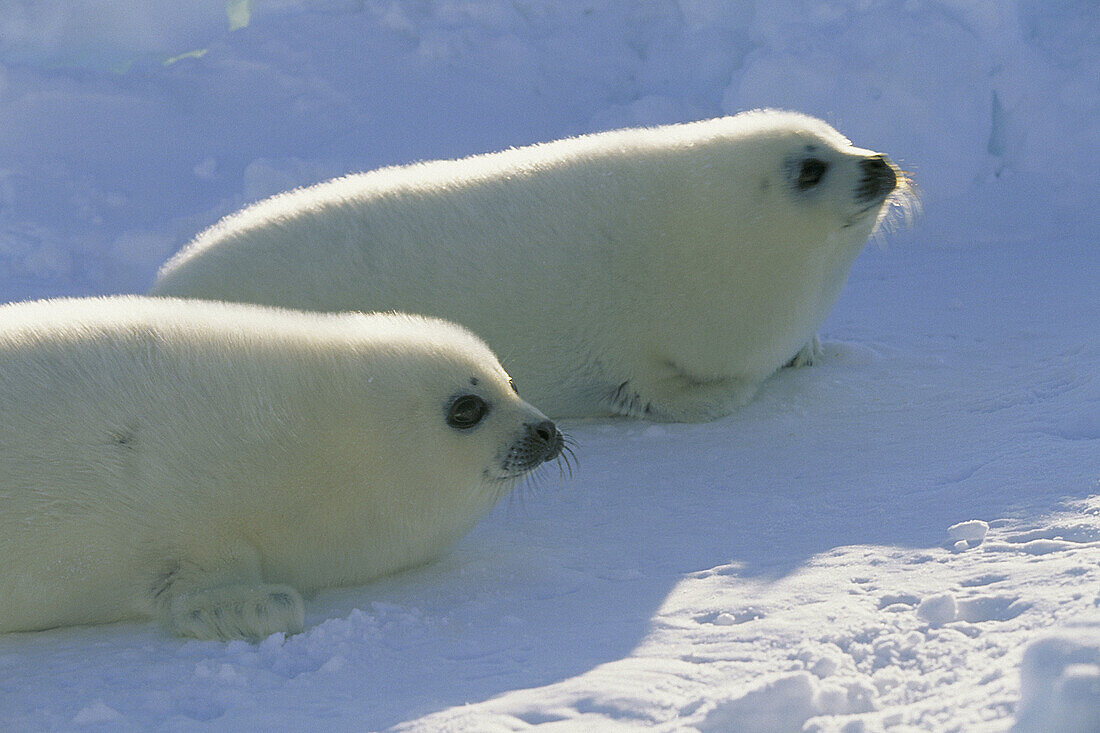Harp Seal pups (Pagophilus groenlandicus). Magdalen Islands. Canada