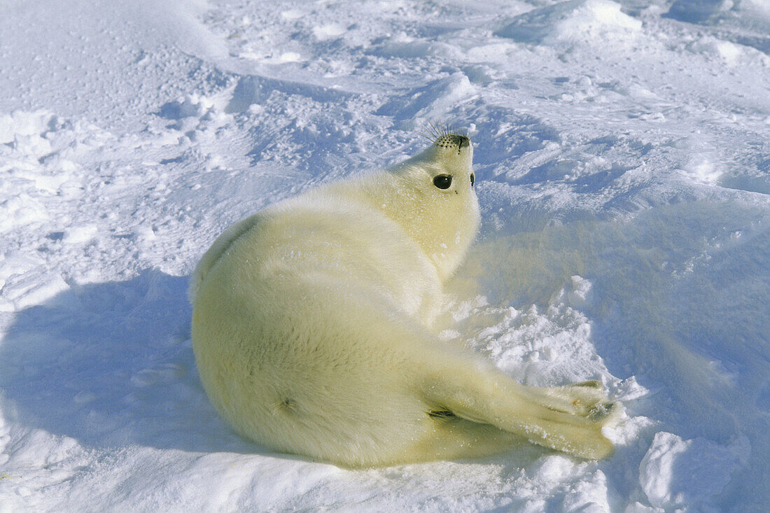 Harp Seal pup (Pagophilus groenlandicus). Magdalen Islands. Canada