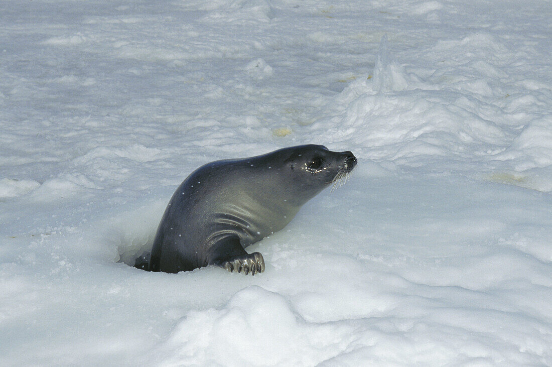 Harp Seal (Pagophilus groenlandicus). Magdalen Islands. Canada