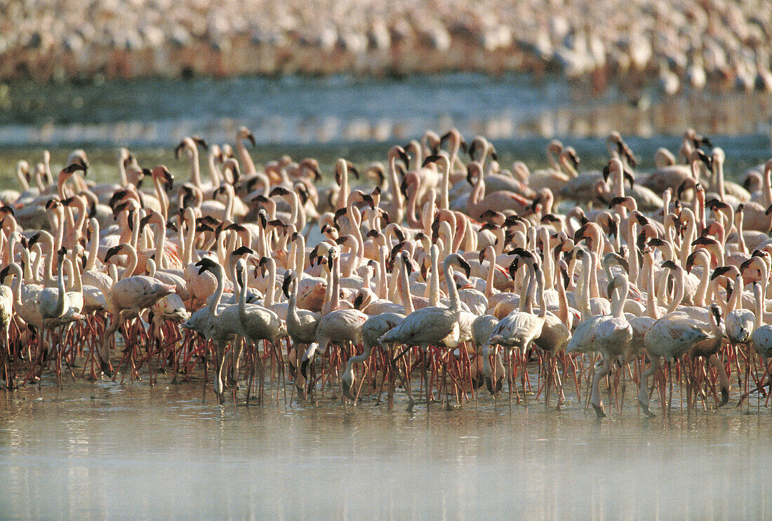 Lesser Flamingoes (Phoeniconaias minor)