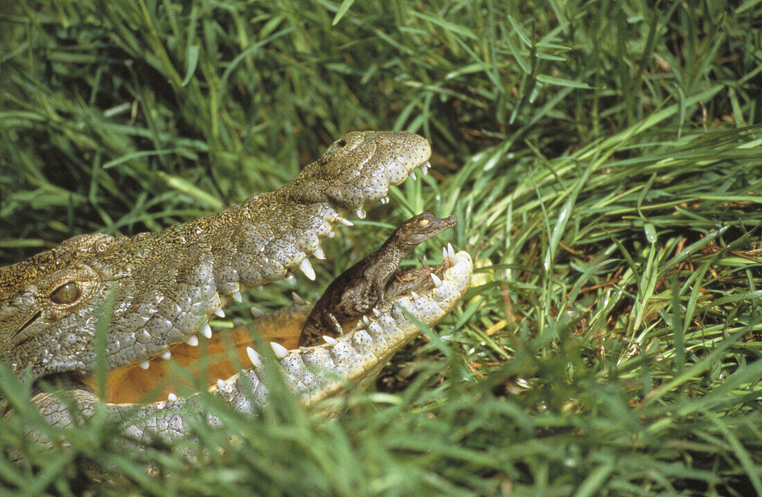 Crocodile and young