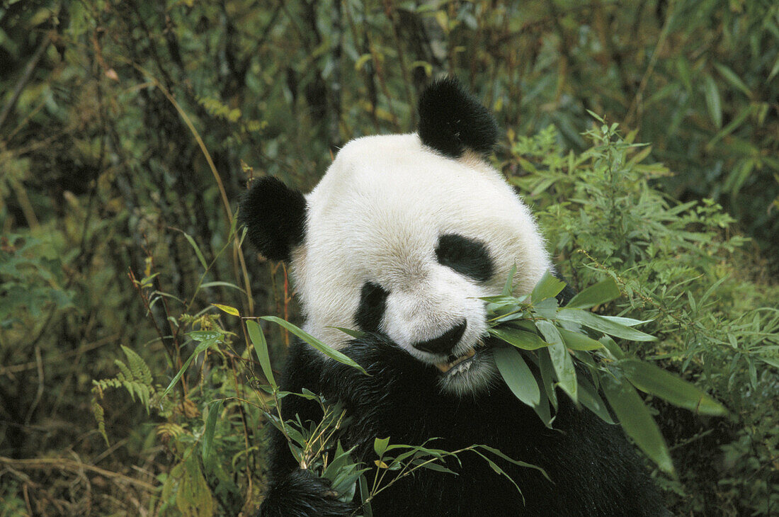 Giant Panda (Ailuropoda melanoleuca) eating bamboo