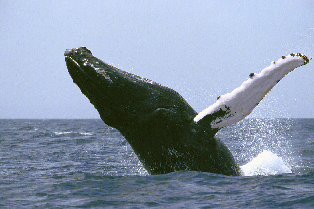 Humpback Whale (Megaptera novaeangliae)