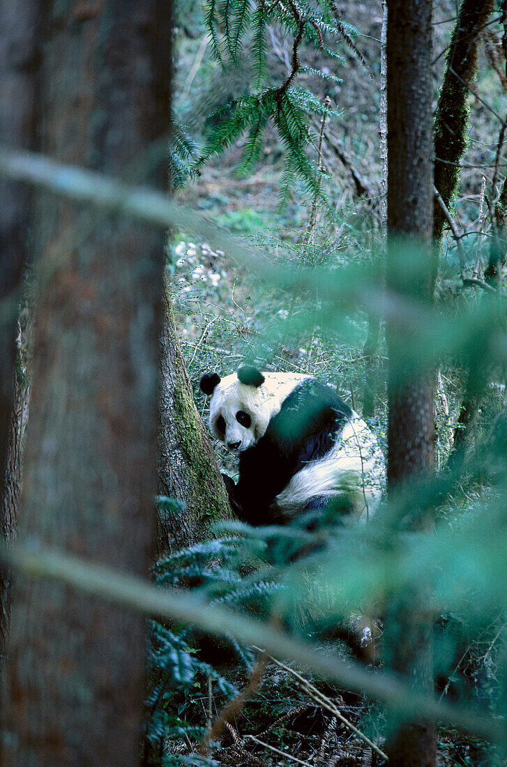 Giant Panda (Ailuropoda melanoleuca).