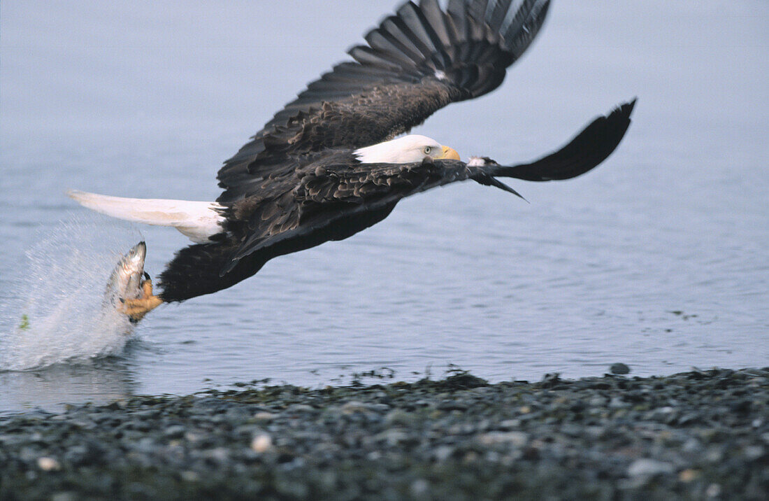 Bald Eagle (Haliaeetus leucocephalus) fishing