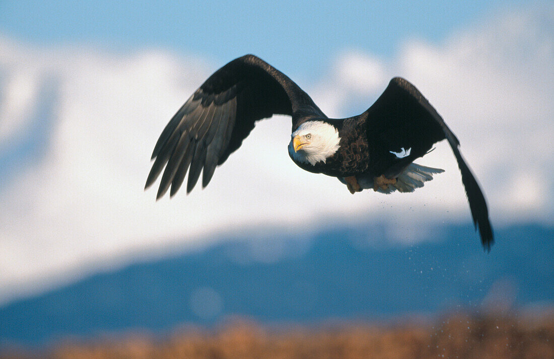 Bald Eagle (Haliaeetus leucocephalus) flying