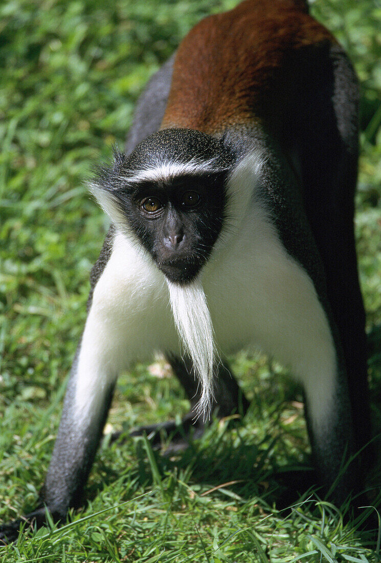 Diana Monkey (Cercopithecus diana)