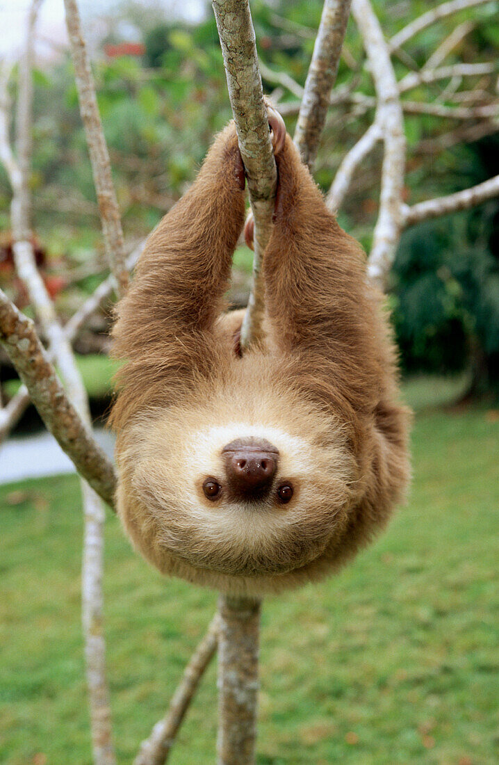 Hoffmann s Two-toed Sloth (Choloepus hoffmanni)