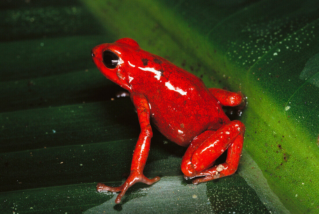 poison dart frog red