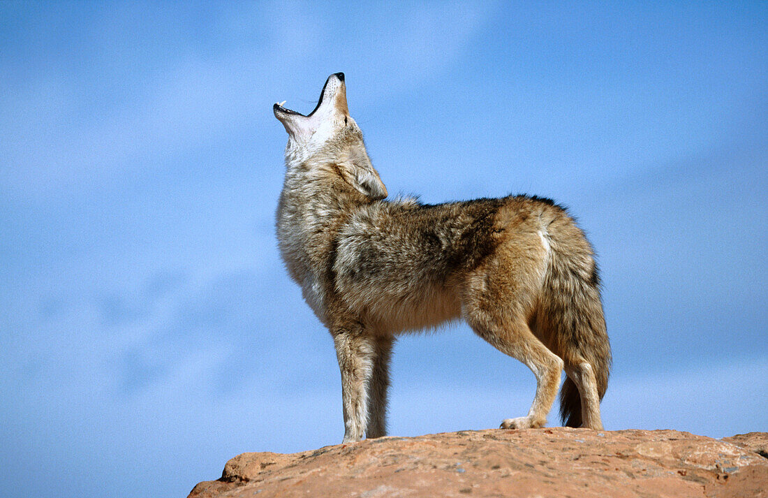 Coyote (Canis latrans)