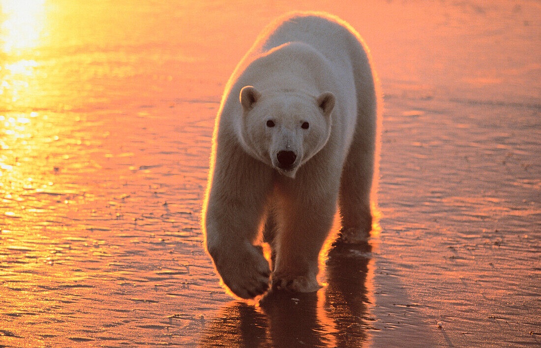 Polar Bear (Ursus maritimus)