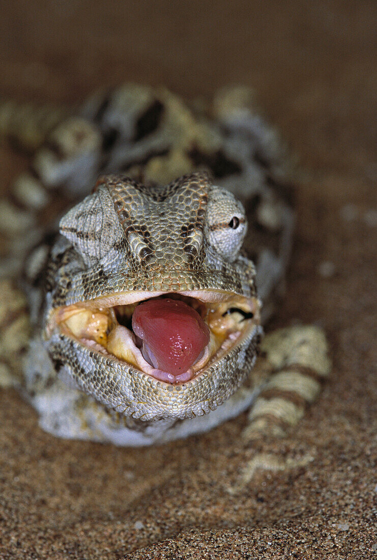 Namaqua Chameleon (Chamaeleo namaquensis)