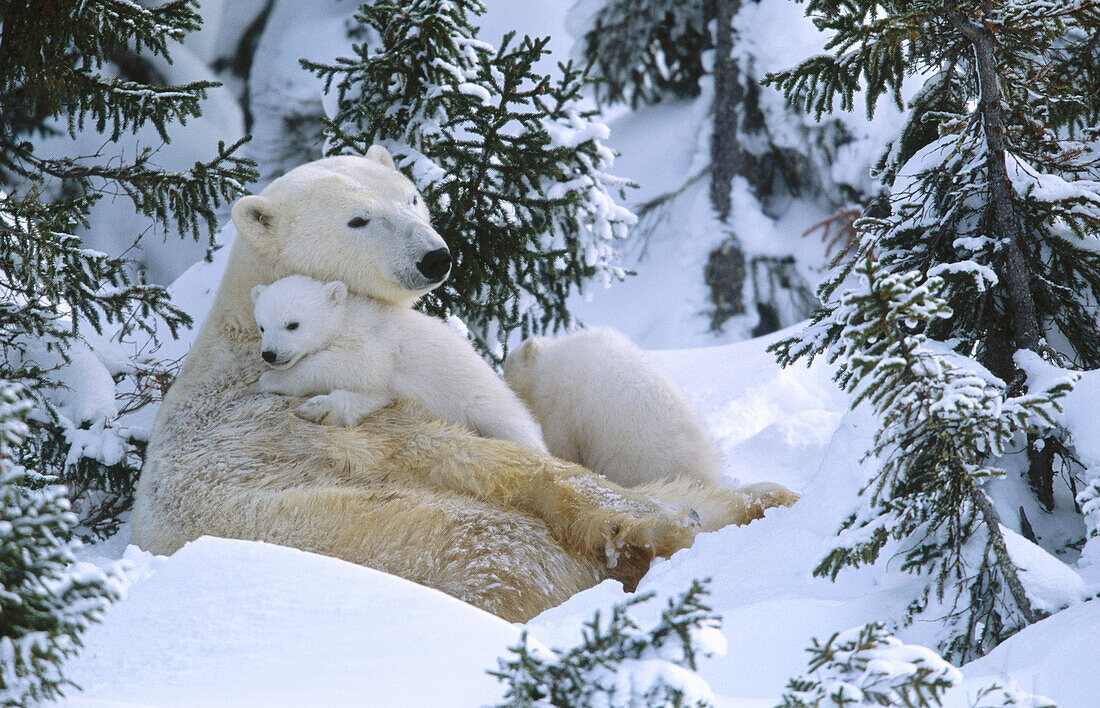 Polar Bears (Ursus maritimus). Canada