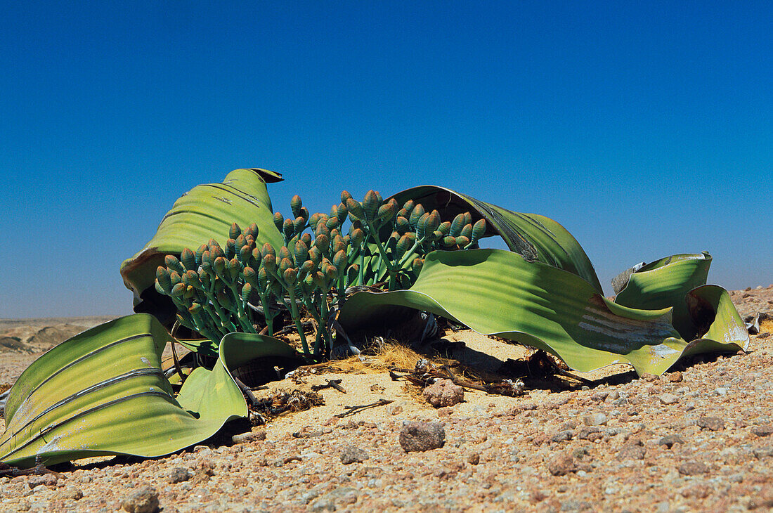 Welwitschia (Welwitschia mirabilis)