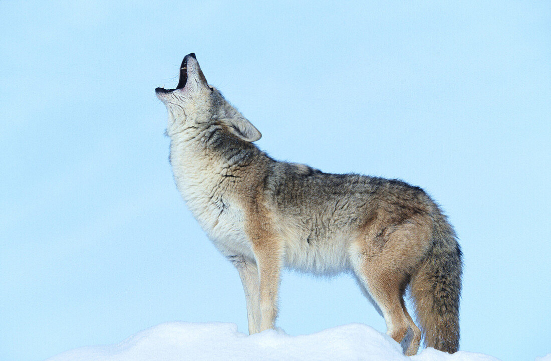 Coyote (Canis latrans)