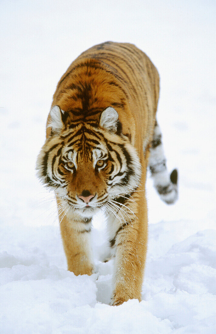 Siberian Tiger (Panthera tigris altaica)