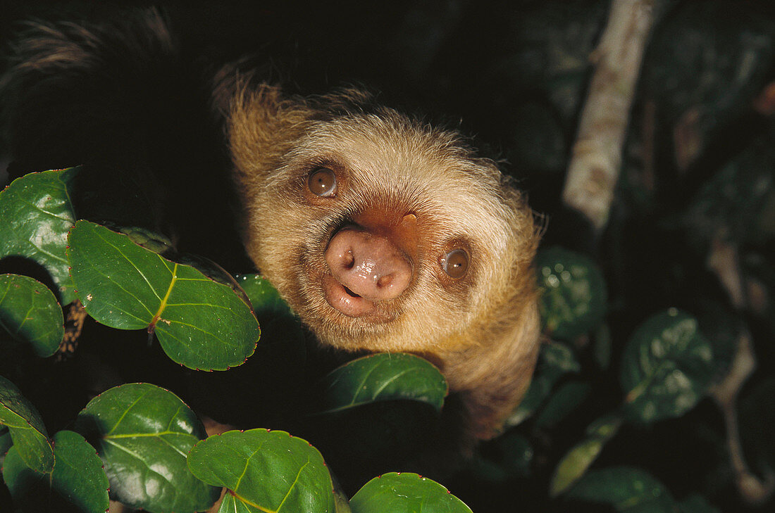 Hoffmann s two-toed sloth (Choloepus hoffmanni). Costa Rica