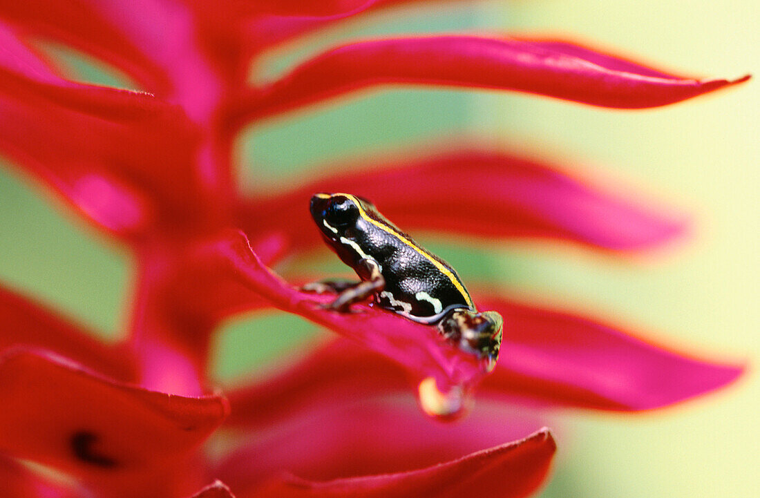 Lovely Poison Frog (Phyllobates lugubris)