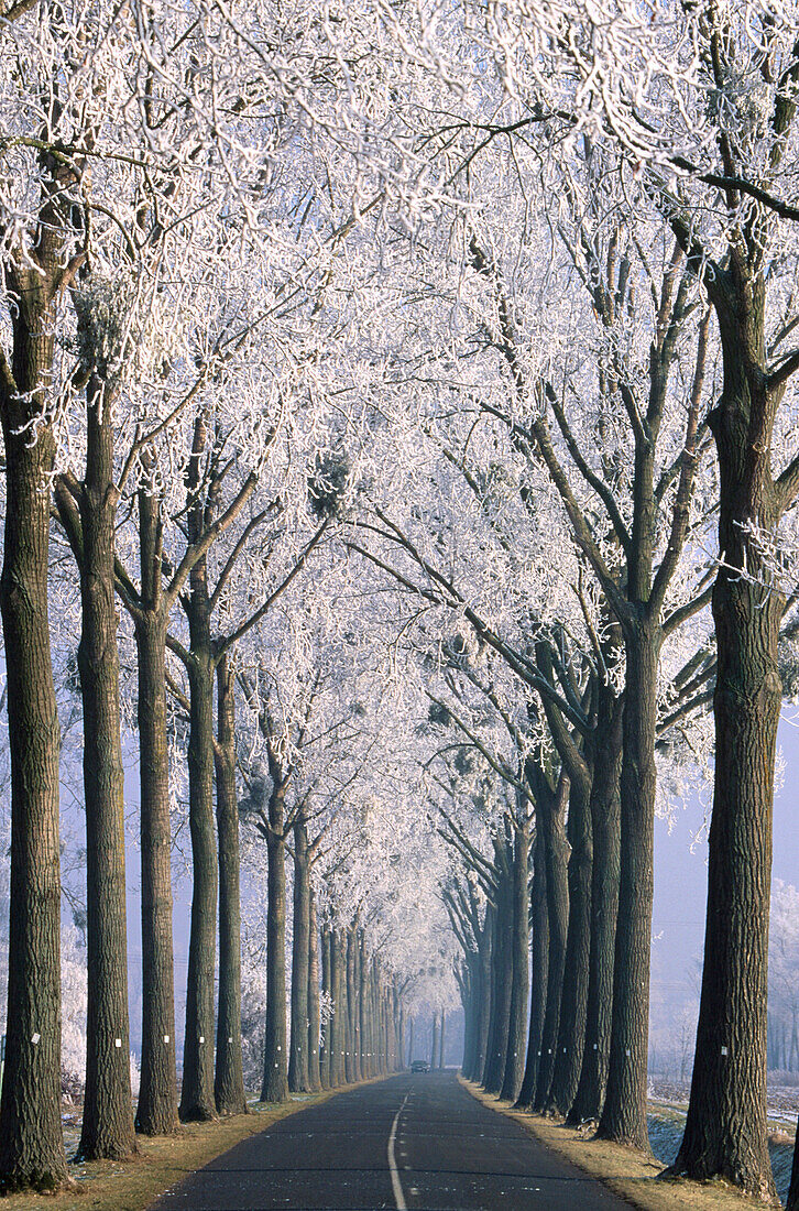 Poplars. Alsace. France