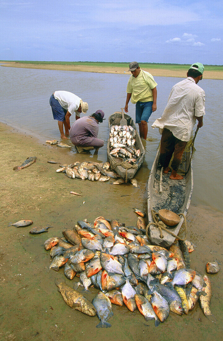 Piranhas. Venezuela