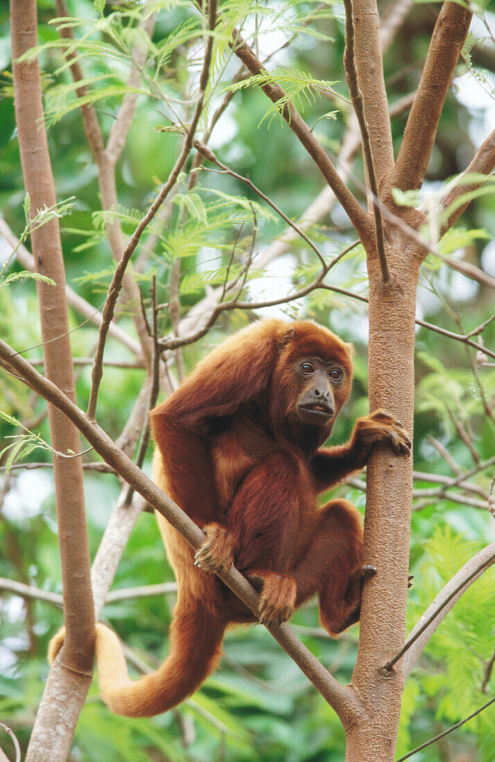 Red Howler Monkey (Alouatta seniculus)